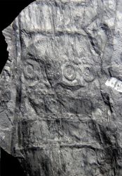 Calamites goeppertii